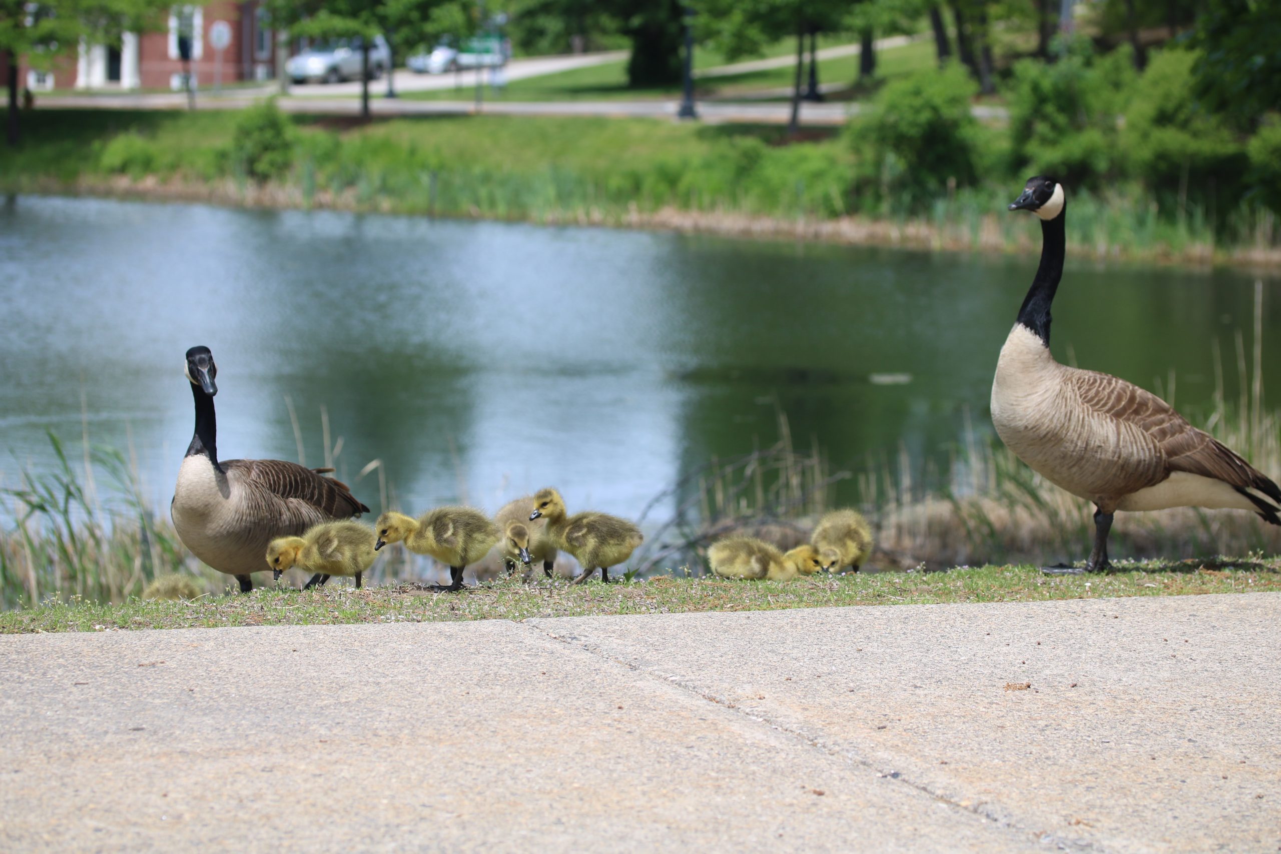 Two gees and six goslings by a pond