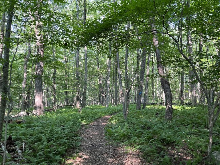 A scenic photo of a forest
