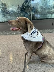 A dog with a UConn bandana.