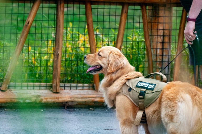 Service dog walking near a park with handler