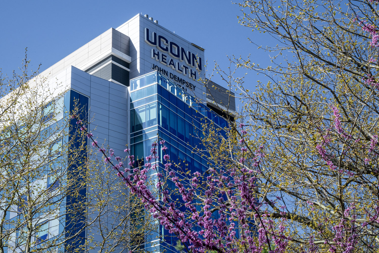 UConn John Dempsey Hospital on spring day with budding tree in foreground