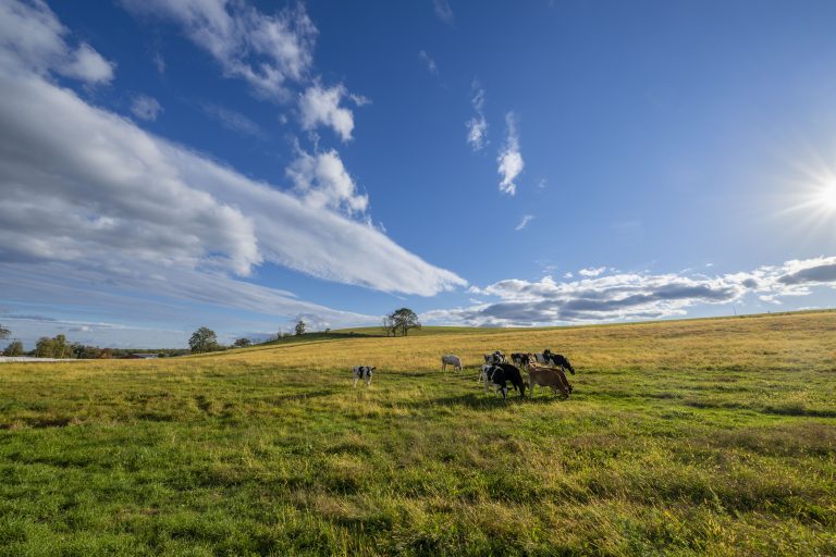 Cows in the field