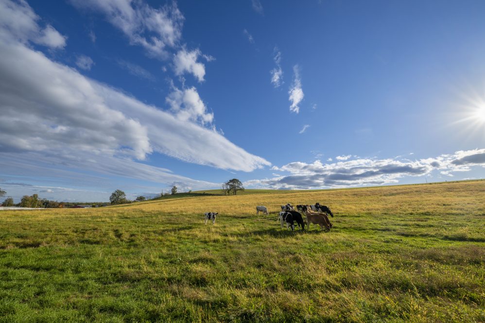 Cows in the field