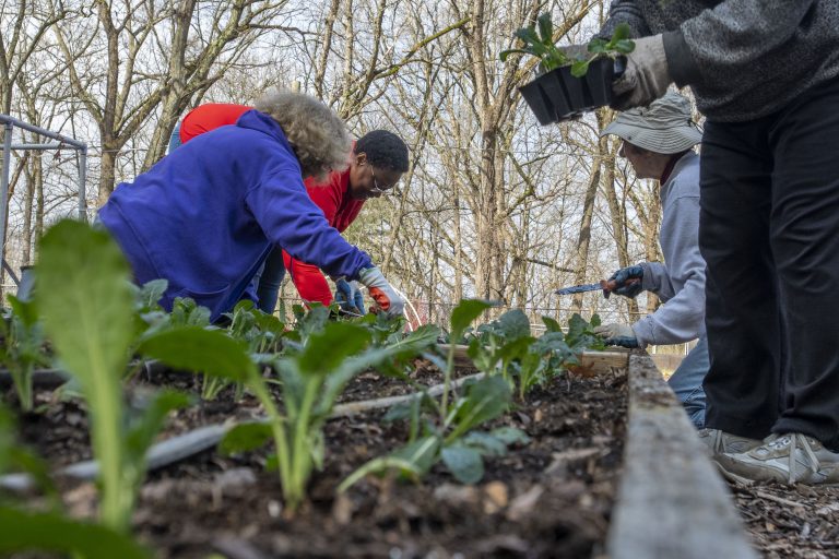 Seniors planting vegetables in a community garden.
