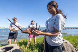 A girl holding a horseshoe crab upside down as two others look on
