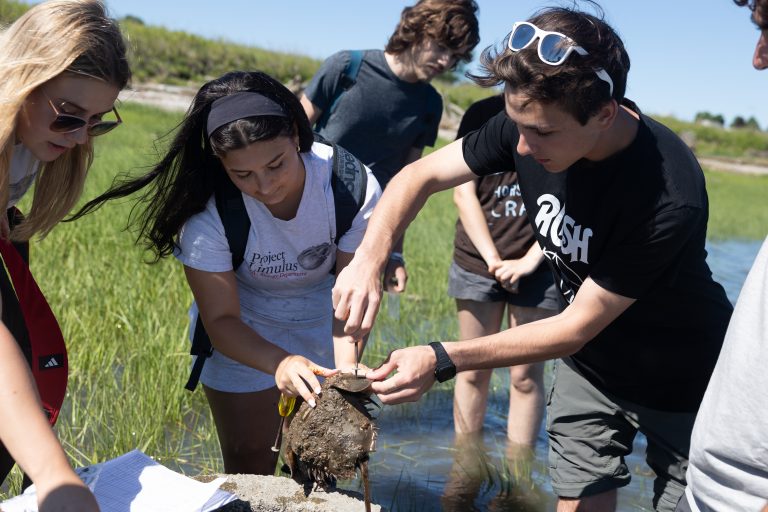 Students tagging horseshoe crabs outside