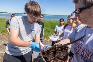 A person holding a horseshoe crab while another person draws blood form it