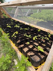 Many oak tree seedlings in a large planter
