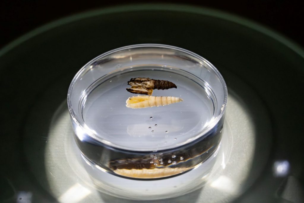 New World Screwworm larvae