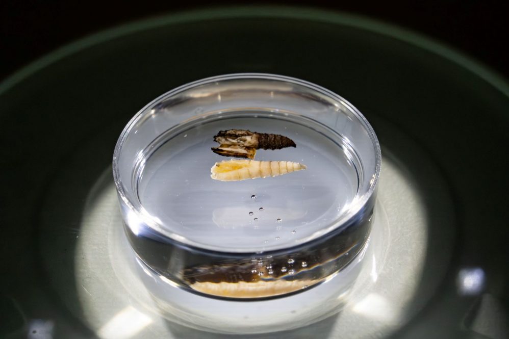 New World Screwworm larvae