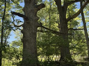 Two ancient white oak trees in the UConn Forest