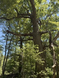White oak tree in the UConn Forest