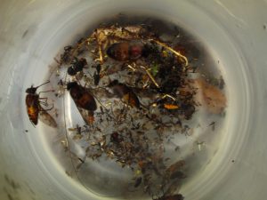 A collection of insects of many shapes and sizes in a clear collection vial.