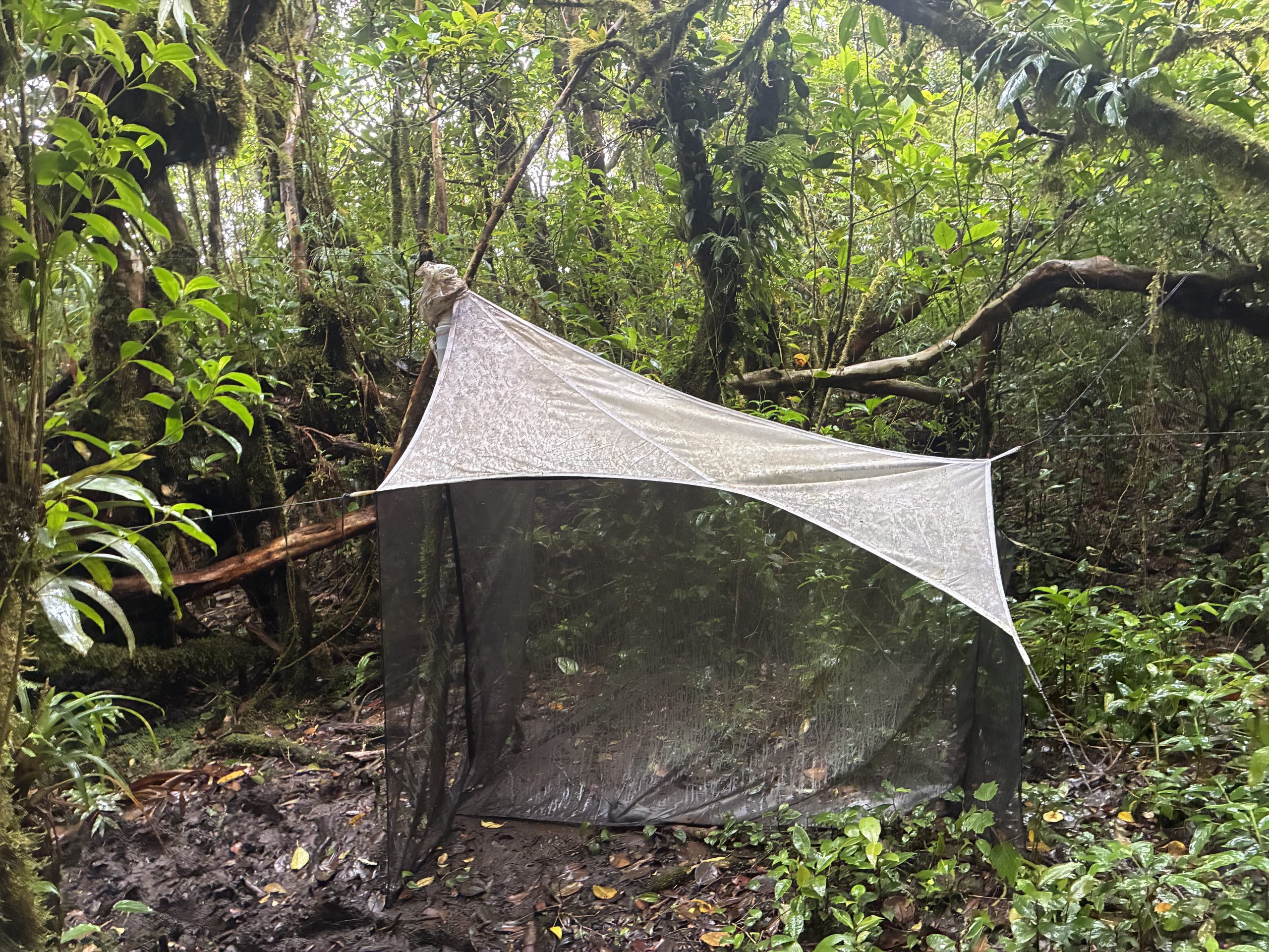A gray, mesh fabric resembling a tent suspended between trees and damp foliage.
