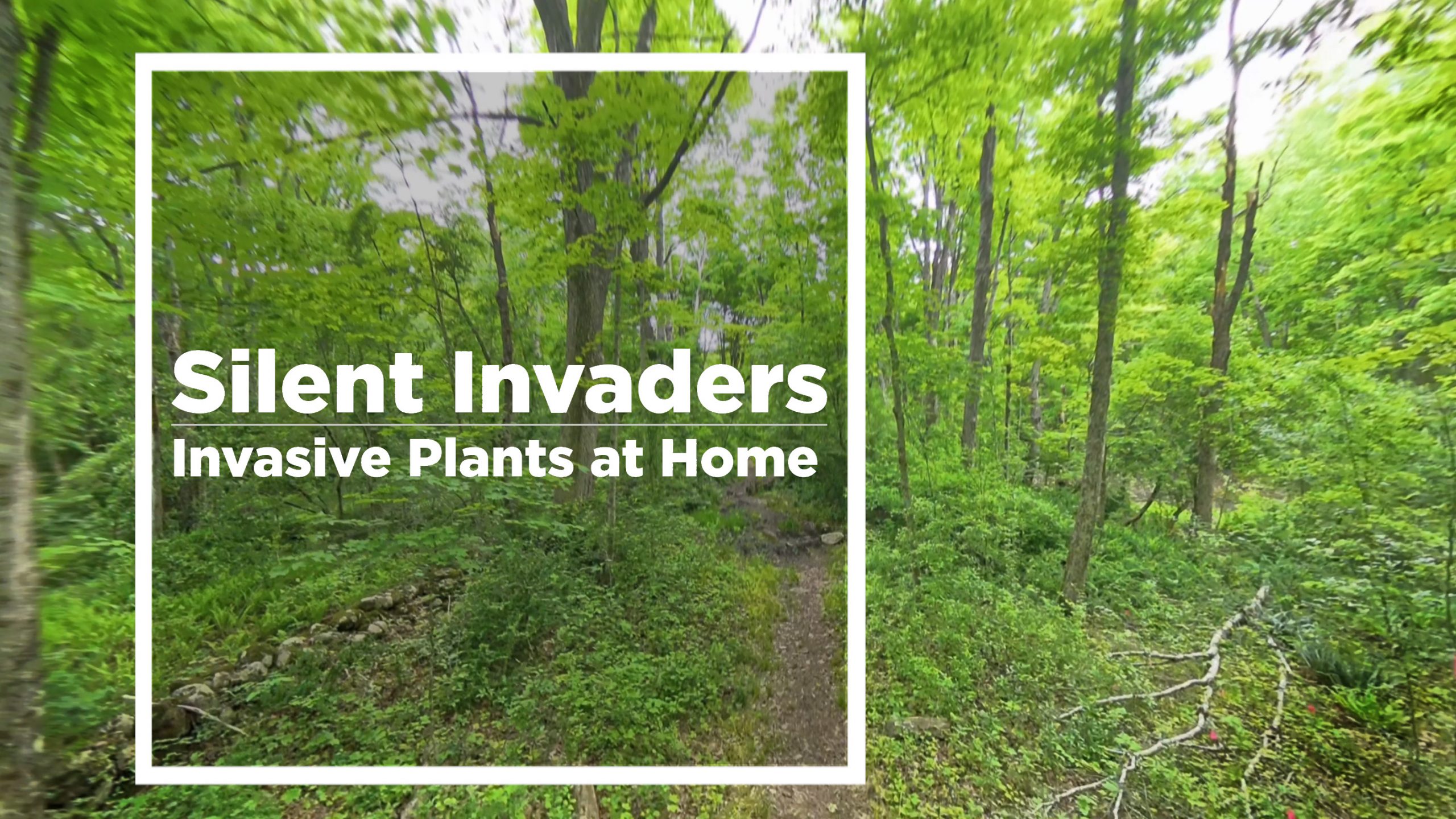 A picture of a forest with the words "Silent Invaders: Invasive Plants at Home" superimposed.