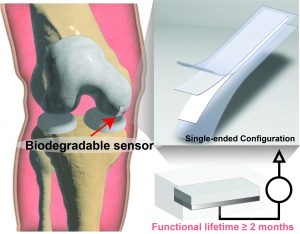 An image of a biodegradable and flexible sensor conformally implanted at the cartilage