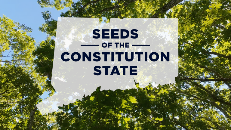 Photo of a tree with an outline of the state of Connecticut with the words 