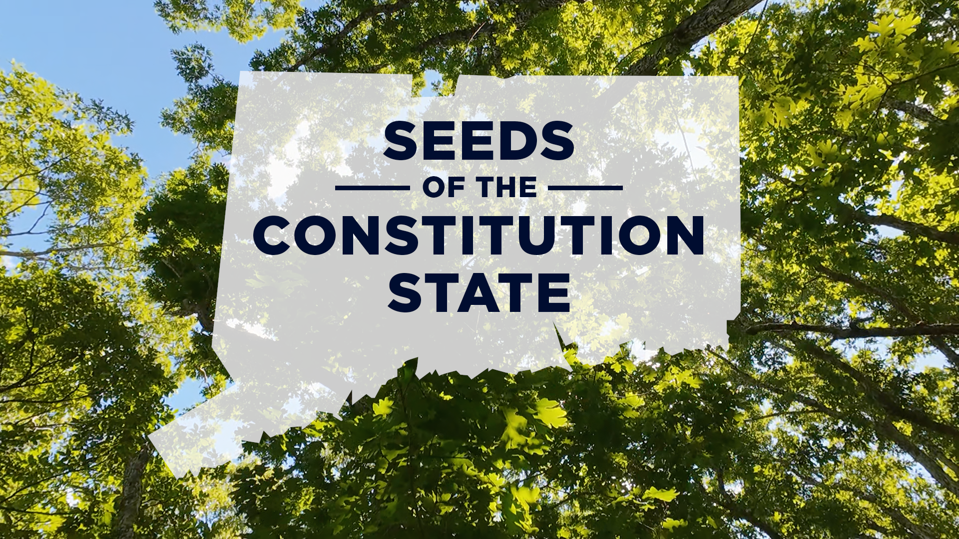 Photo of a tree with an outline of the state of Connecticut with the words "seeds of the constitution state" overlayed