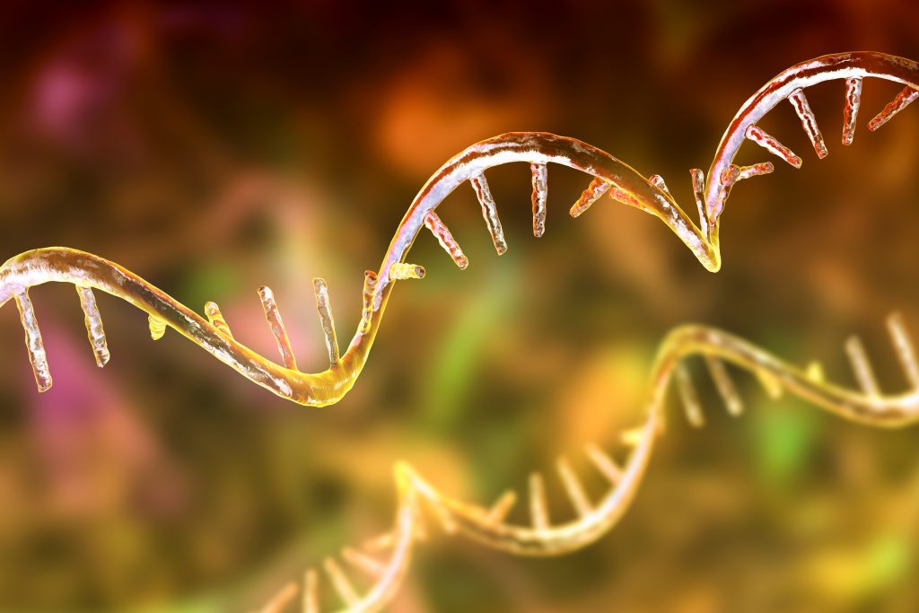 3D illustration of a Molecule of mRNA