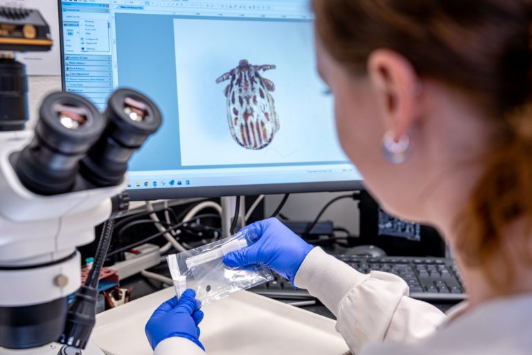 Students in the CVMDL testing ticks