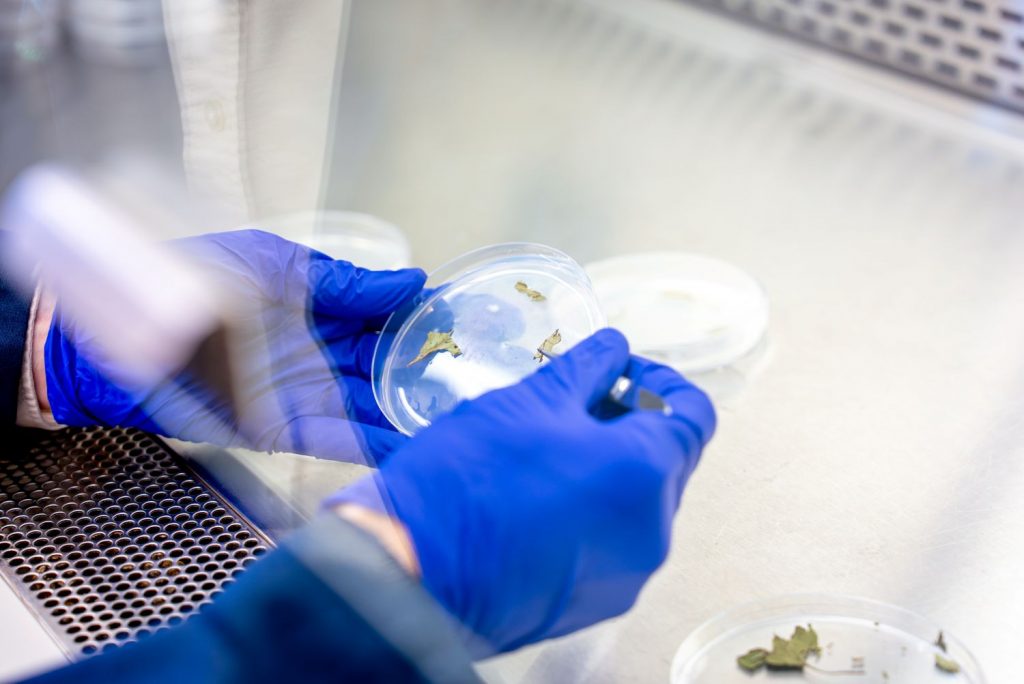 Man testing plant samples