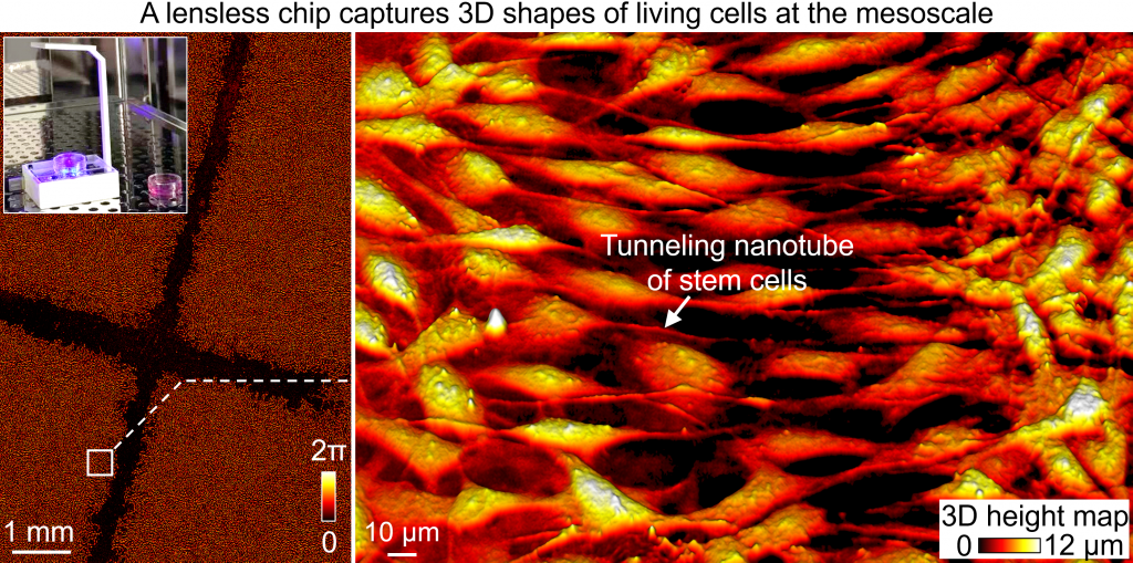 Living stem cells captured at a nanoscale using a lensless camera.