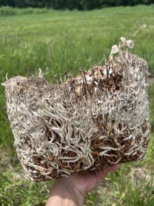 A hand holding mushrooms in a field
