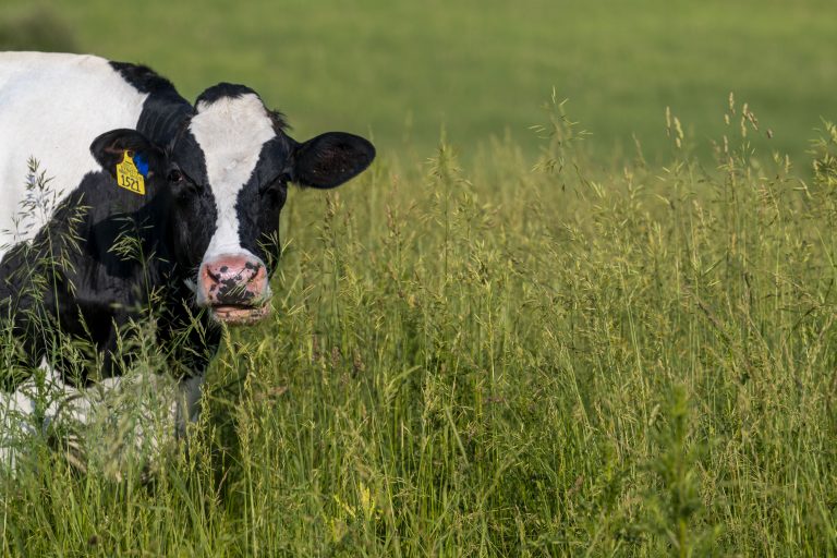 A black and white cow grazing in a field of tall grass