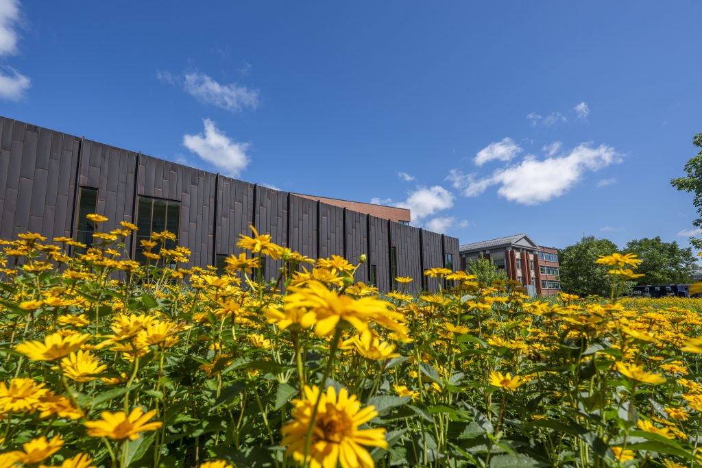 Yellow flowers in the sunshine outside a UConn building