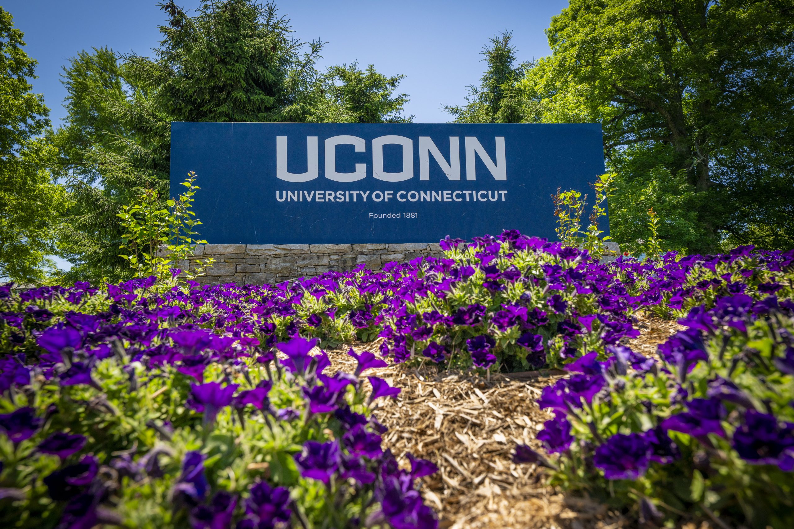 UConn entryway sign with purple flowers on the corner of North Eagleville Road