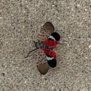spotted alnternfly