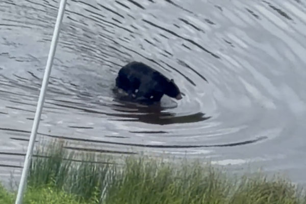 still frame bear swimming in UConn Health pond