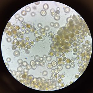 Algae close up