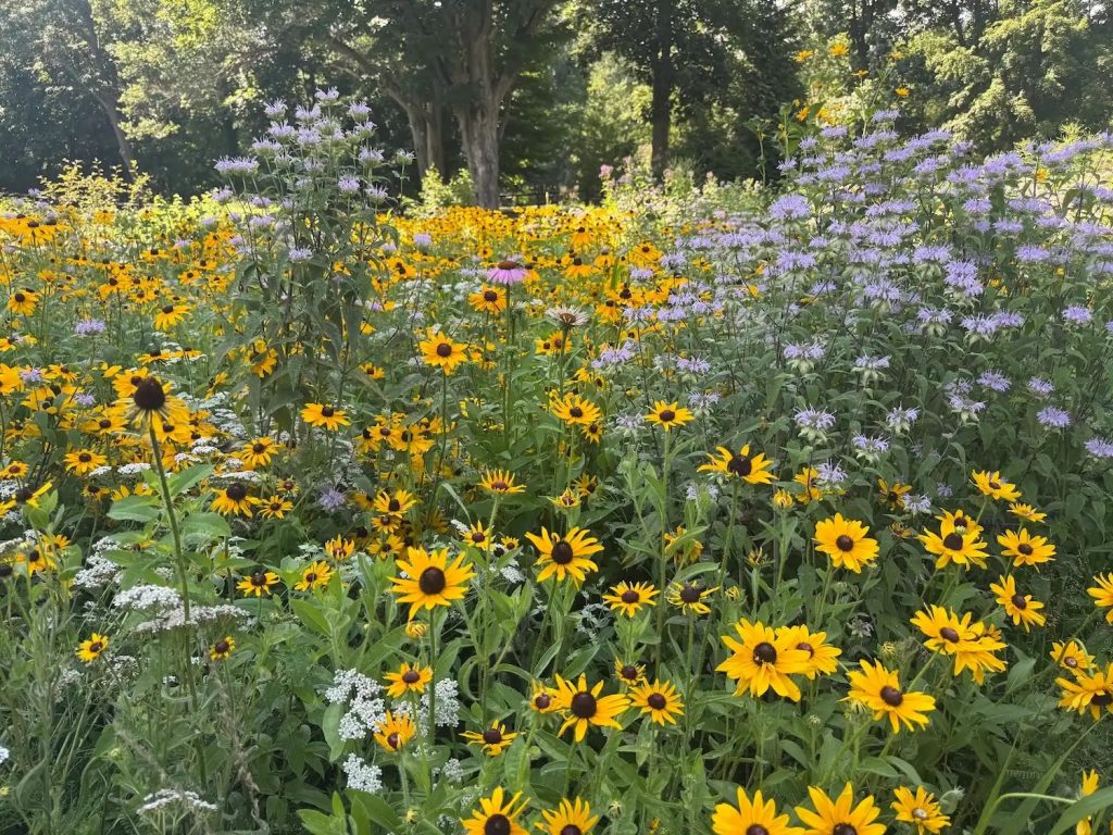 A native flower meadow including yellow, white, and purple flowers, with a stand of trees in the background.