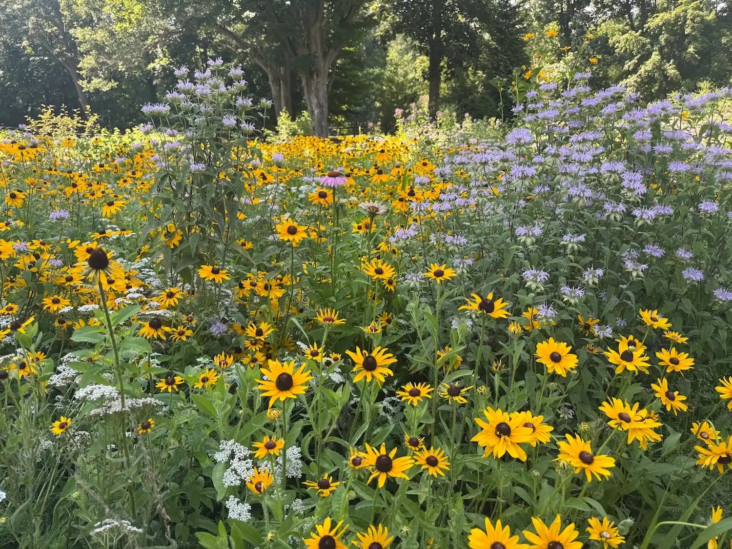 A native flower meadow including yellow, white, and purple flowers, with a stand of trees in the background.