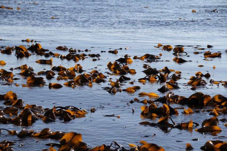 Seaweed floating in the ocean
