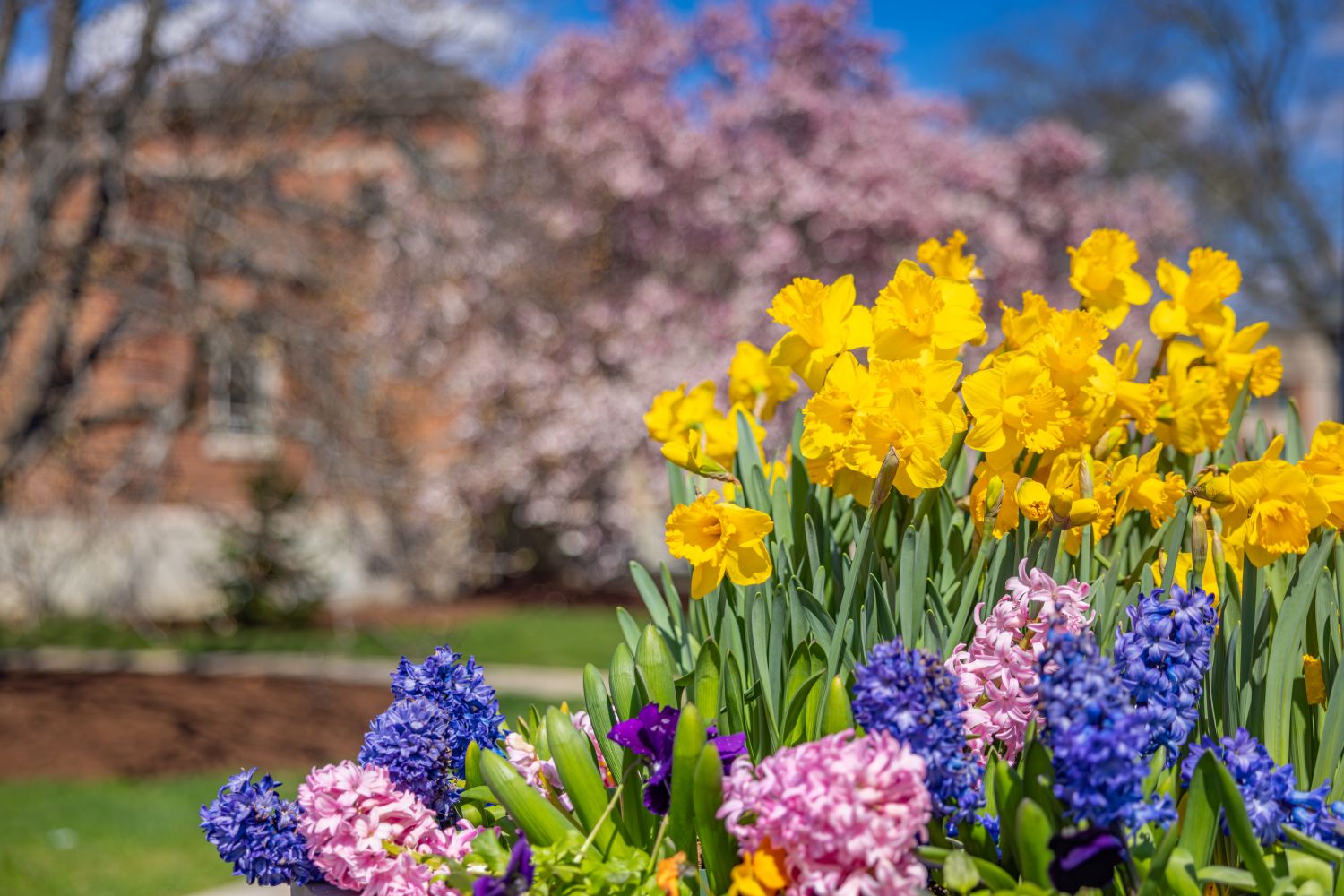 Spring flowers