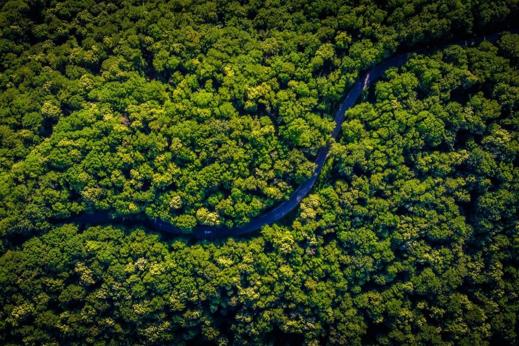 Amazon rainforest from above