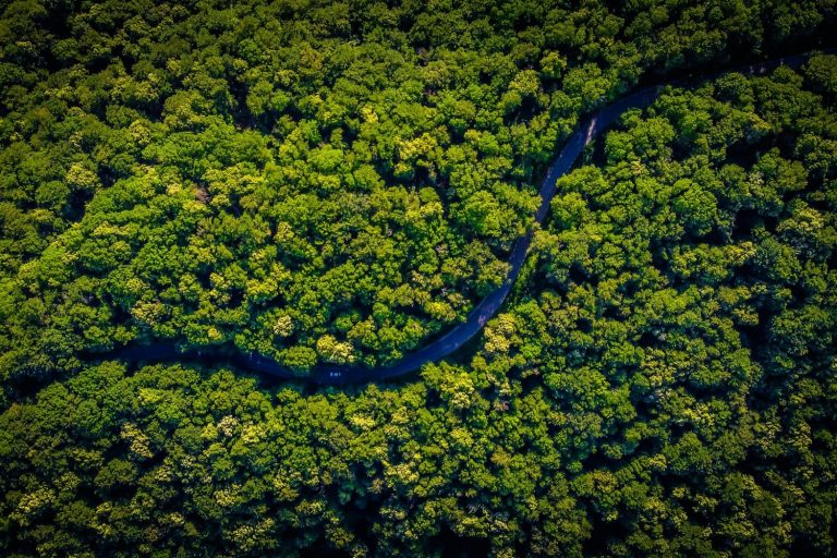 Amazon rainforest from above