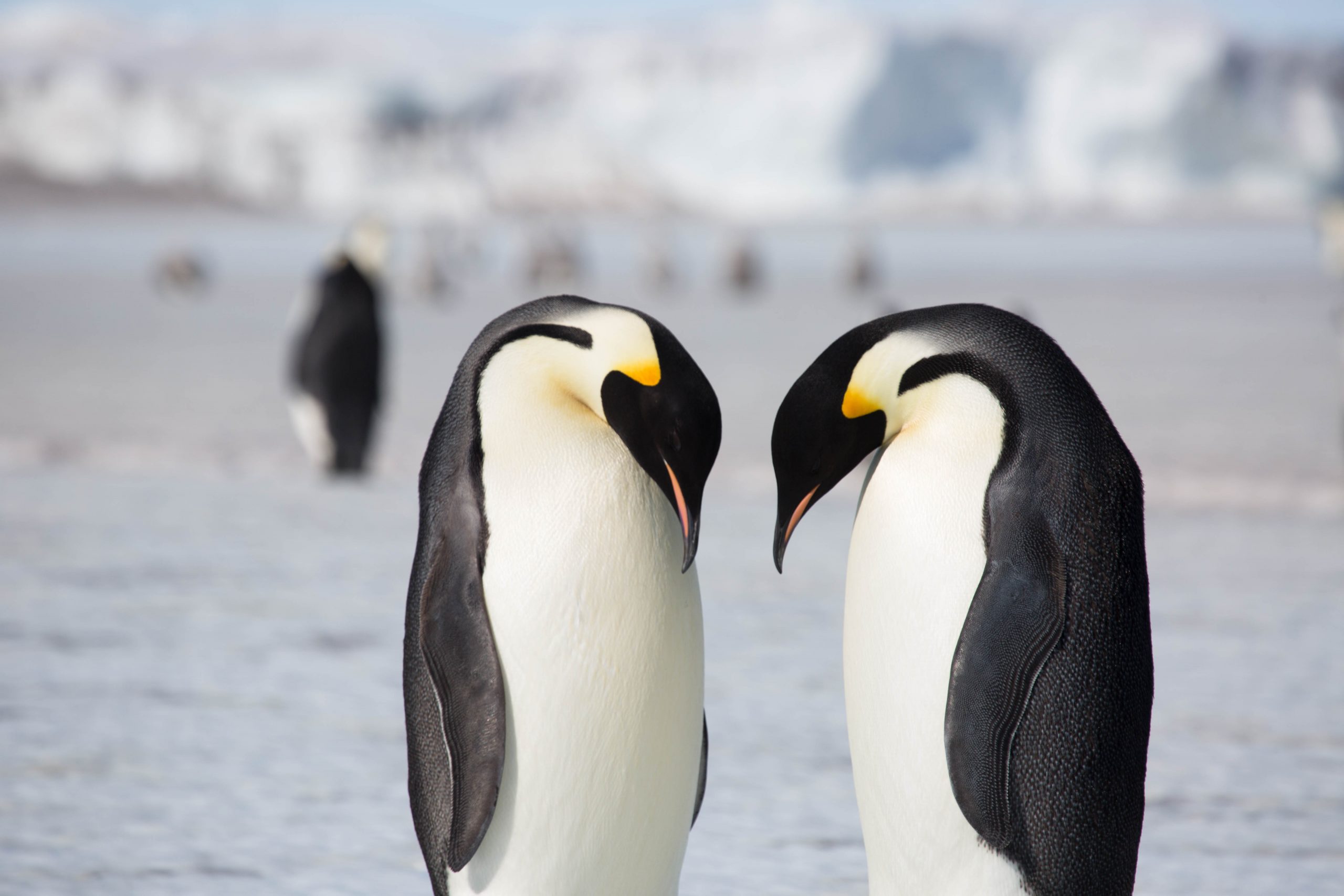 Two emperor penguins stand close together with their heads bowed