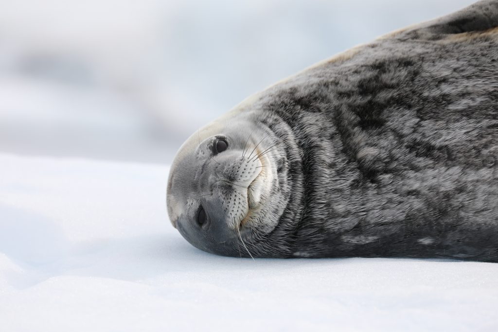 Close-up shot of a fuzzy gray seal pup