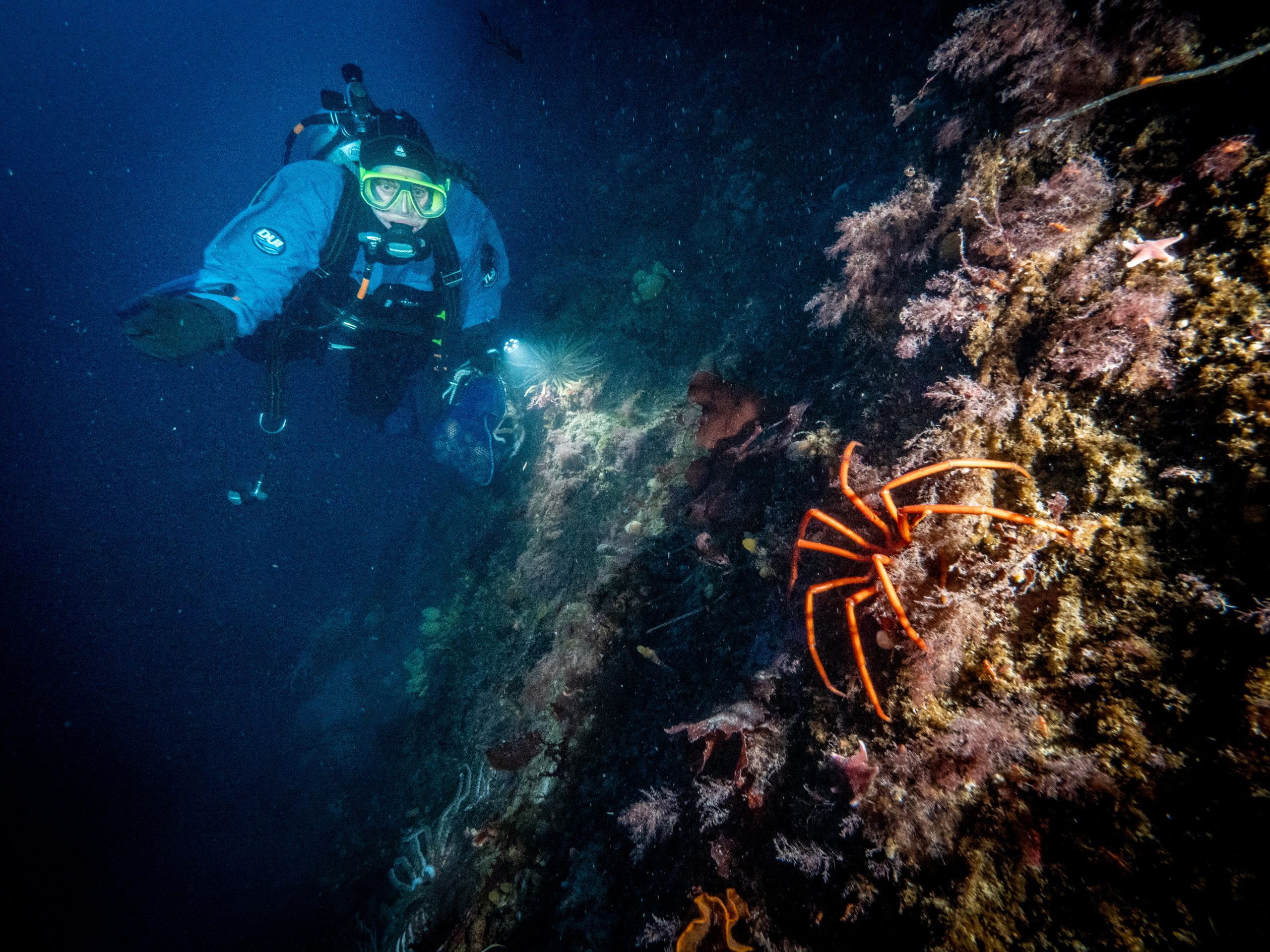A diver shining a light on a bright orange sea spider