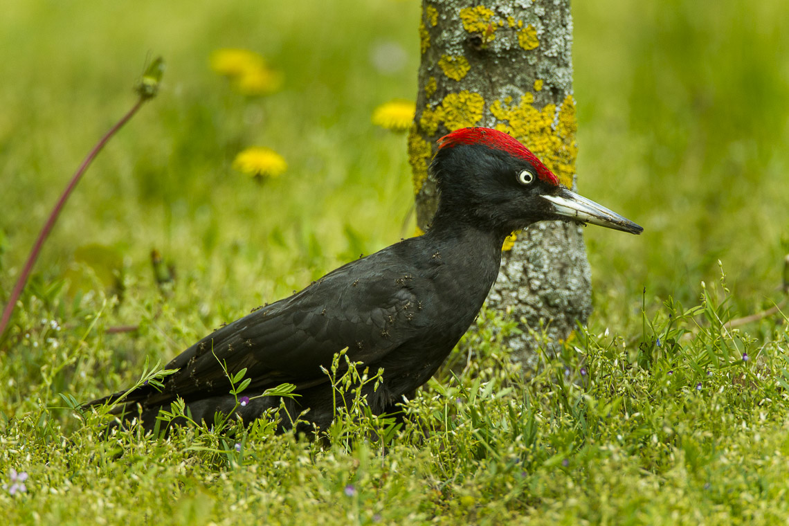 A black bird with a red crown sits in the grass covered in ants.