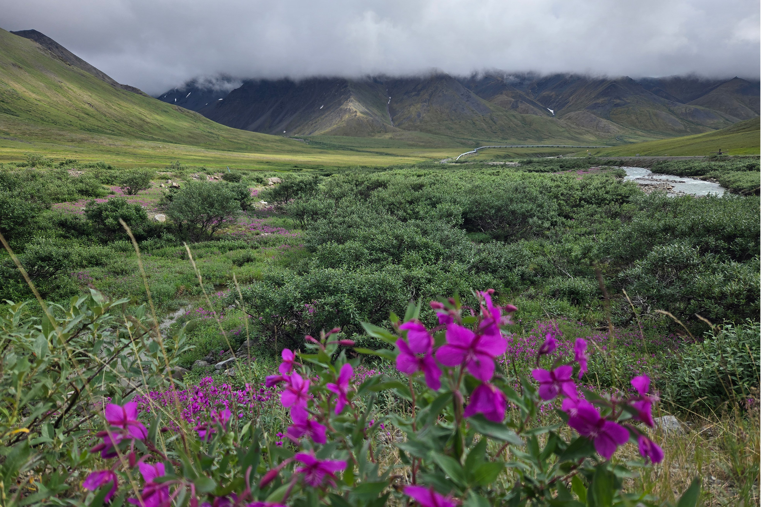 Drake_Chandalar_UCTedit A pipeline is shown in the distance of a lush landscape including purple flowers and cloud obscured mountains.