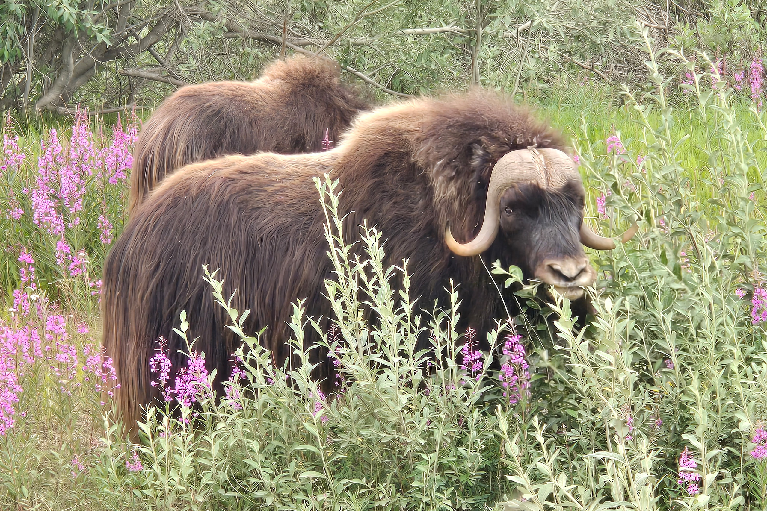 Drake_muskox_UCTedit Musk ox with large horns graze surrounded by vegetation and purple flowers.