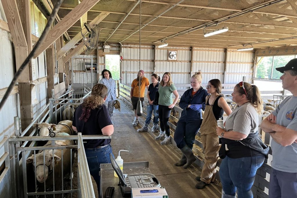 People in a barn with sheep