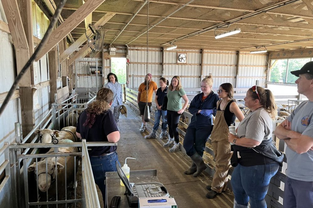 People in a barn with sheep