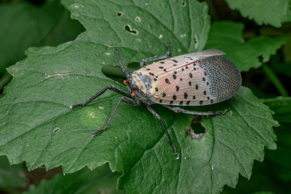 Spotted lanternfly on a leaf