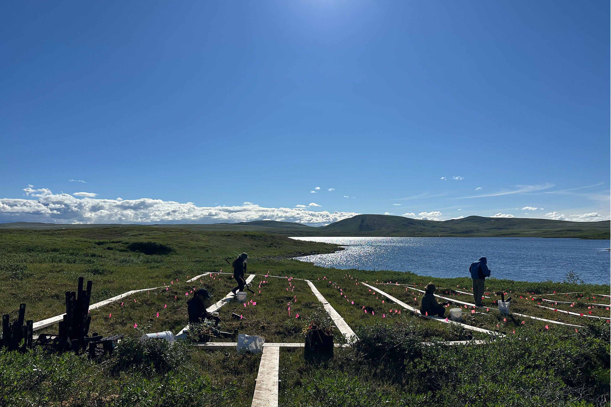 toolik_UCTedit People work planting a small garden against a vast landscape with mountains in the distance on a clear sunny day.