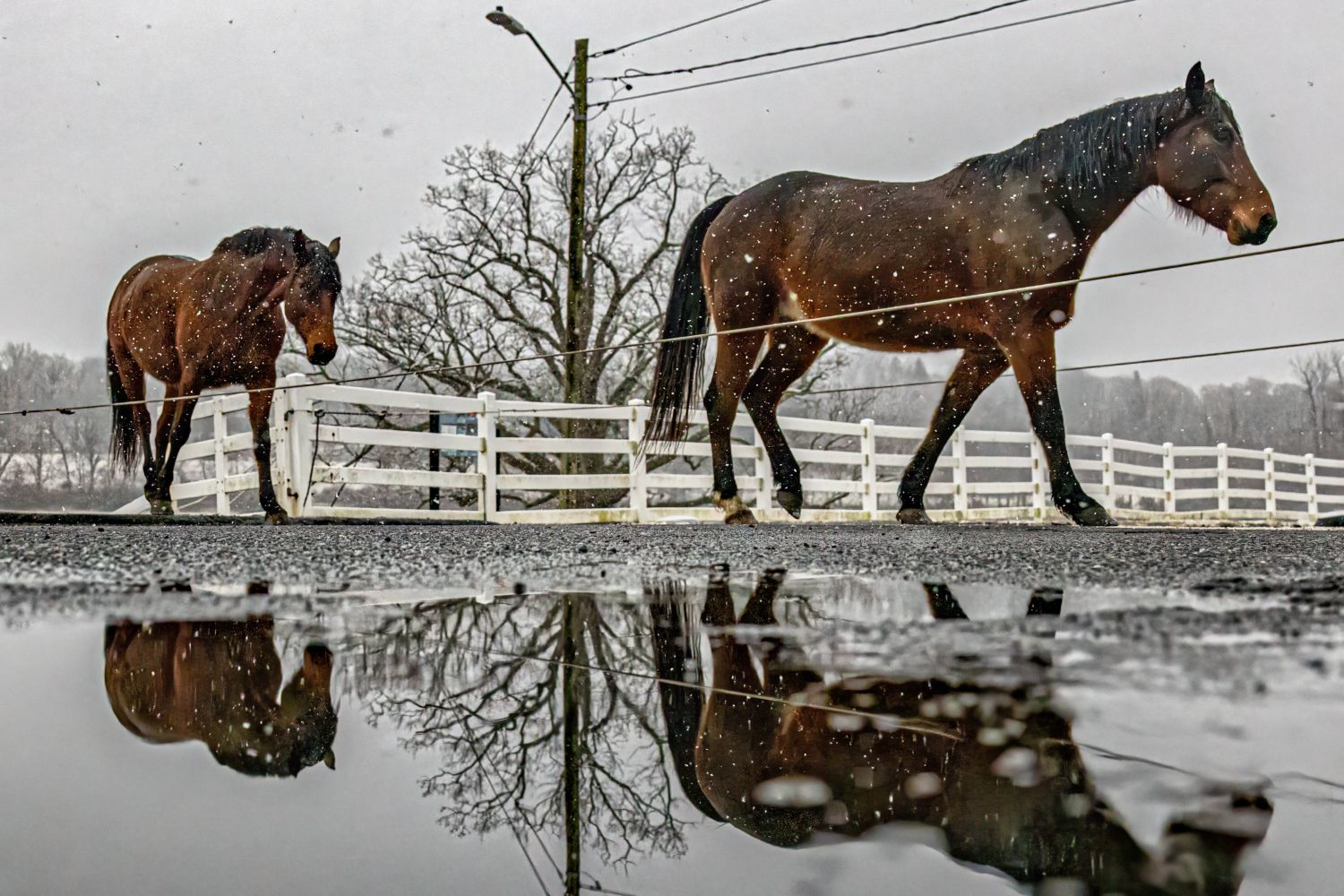 Horses walking near a puddle